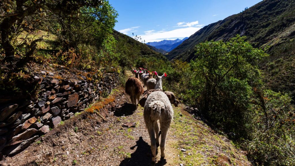 Lares Trek to Machupicchu 4 Days /3 Nights